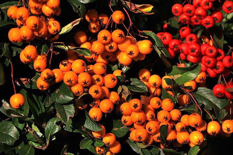 A close up horizontal image of bright orange berries of toyon (Heteromeles arbutifolia) growing in the garden.