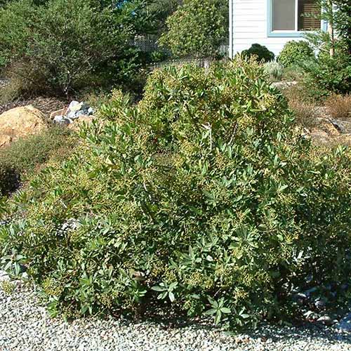 How to Grow and Care for Toyon  California Holly    Gardener s Path - 81
