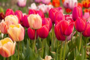 Multiple colors of tulips in bloom.