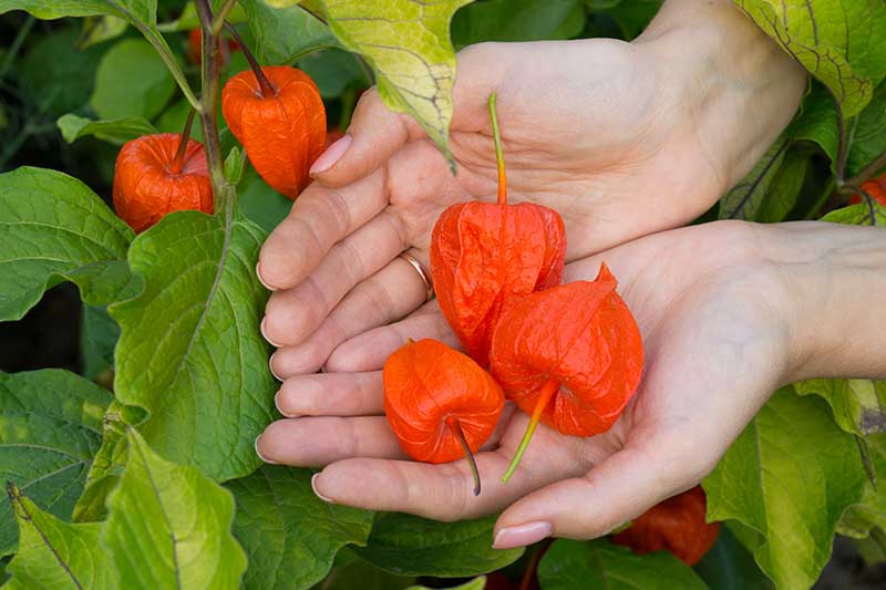 A close up horizontal image of two hands holding freshly picked Alkekengi officinarum flowers surrounded by foliage.