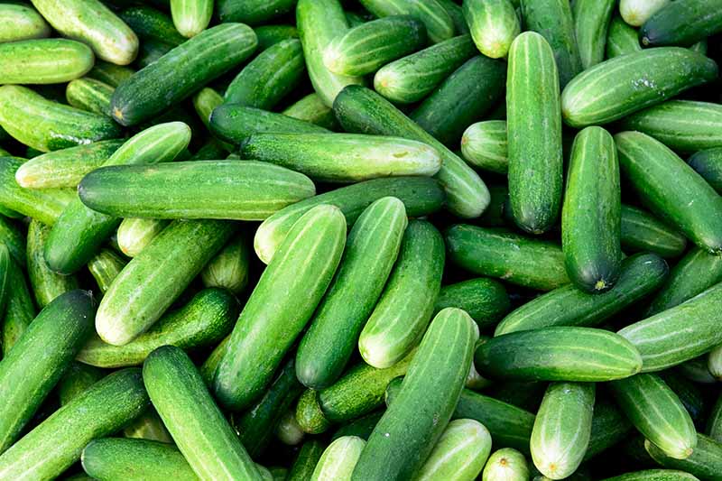 A close up horizontal image of a large pile of cucumbers.