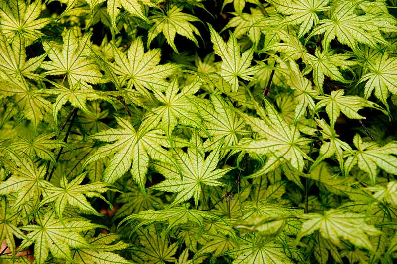 A close up horizontal image of the variegated foliage of Acer palmatum 'First Ghost' growing in the garden.