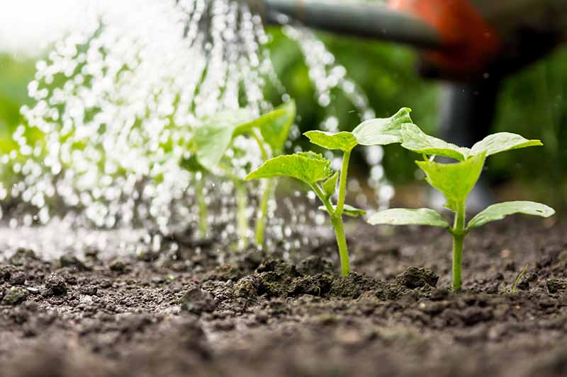 A close up horizontal image of a gardener watering small seedlings growing in the garden.