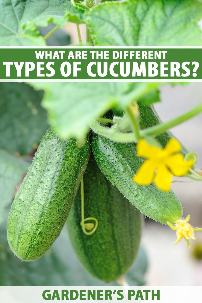 A close up vertical image of cucumbers growing on the vine pictured on a soft focus background. To the top and bottom of the frame is green and white printed text.