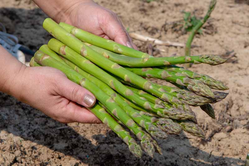 A close up horizontal image of two hands from the left of the frame holding freshly harvested asparagus spears.