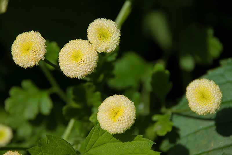A close up horizontal image of Tanacetum parthenium 'White Bonnet' flowers growing in the garden pictured on a soft focus background.