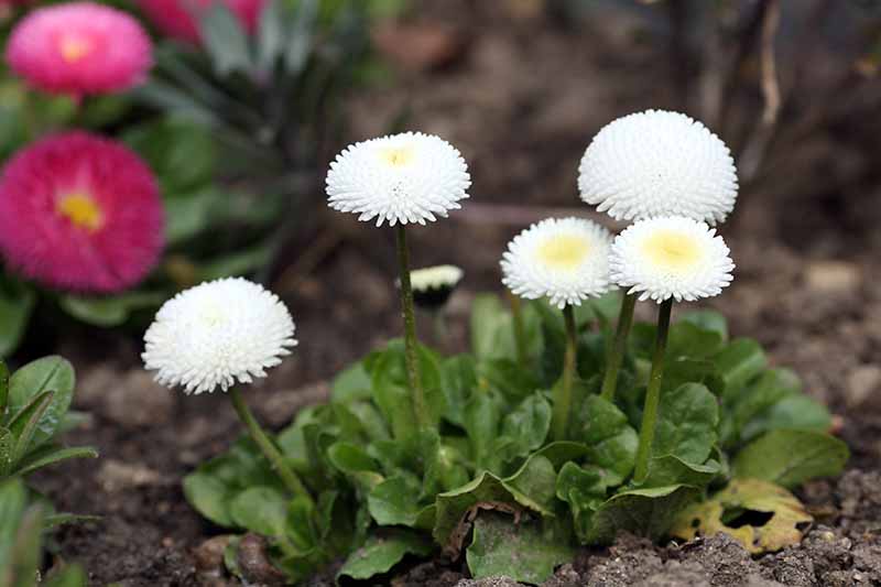 A close up horizontal image of Bellis perennis Pomponette White growing in the garden.