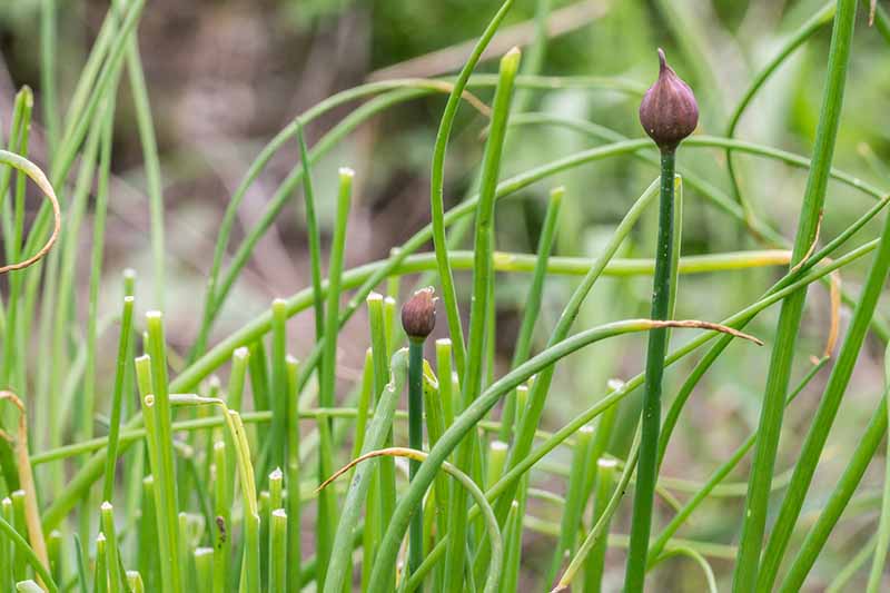 A close up horizontal image of wild chives with small unopened flower buds pictured on a soft focus background.