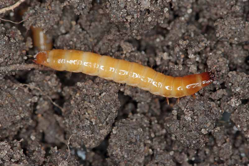 A close up horizontal image of a wireworm in garden soil.