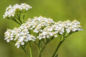 Close up of the white flower clusters of yarrow plant.