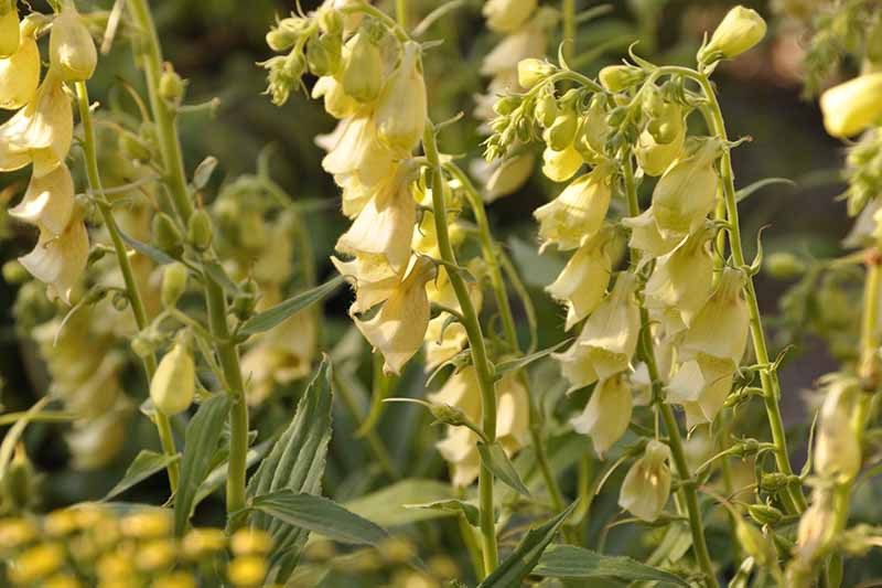 A close up horizontal image of the bright yellow flowers of Digitalis grandiflora pictured in light sunshine on a soft focus background.