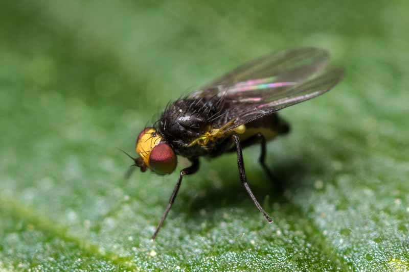 A close up horizontal image of a Dipteran adult leaf miner which looks just like a fly, on a green leaf.
