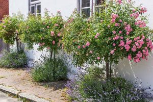 Tips for Growing Fabulous Tree Roses