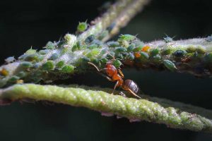 aphids milking secrete substance gardenerspath