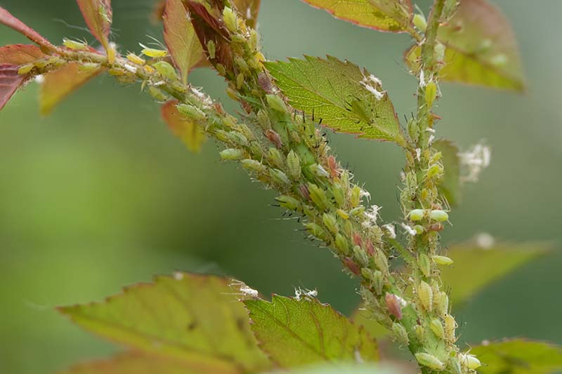 A close up horizontal image of a large aphid infestation on the stems of a rose bush pictured on a soft focus background.