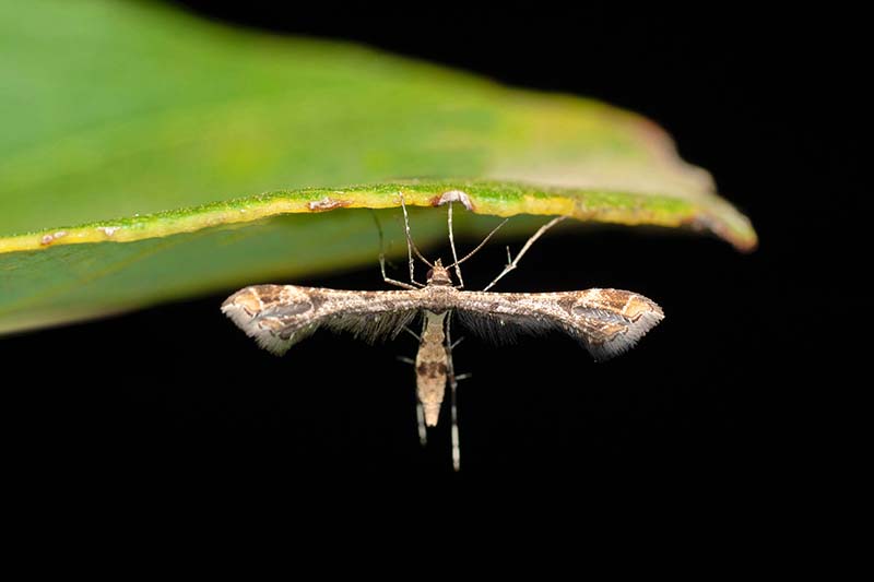 A close up horizontal image of Platyptilia carduidactyla, the artichoke plume moth pictured on a dark background.