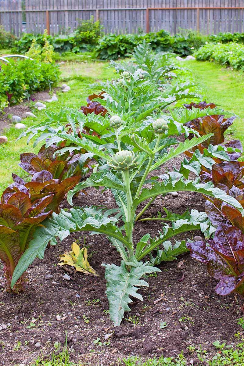 how to plant and grow artichokes | gardener's path