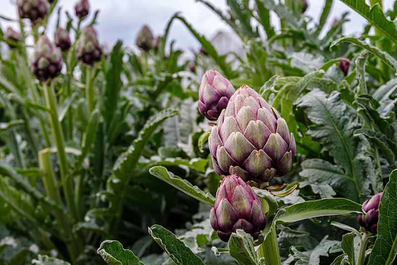 A close up horizontal image of globe artichokes growing in the garden almost ready to harvest.
