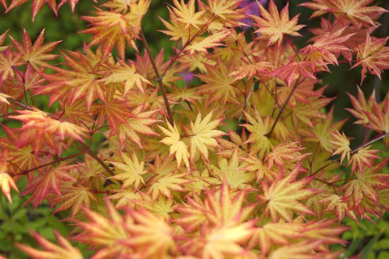 A close up horizontal image of the dramatic foliage of Acer palmatum 'Autumn Moon' fading to soft focus in the background.