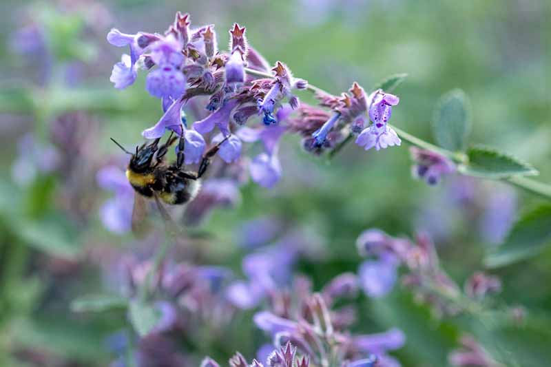 A close up horizontal image of a bee feeding on a catmint flower pictured on a soft focus background.