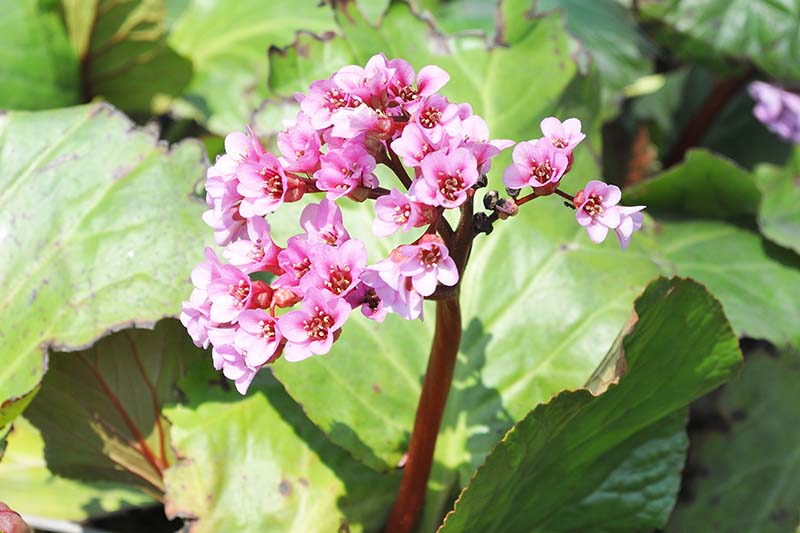 A close up horizontal image of Bergenia ciliata growing in the garden pictured in bright sunshine with foliage in soft focus in the background.