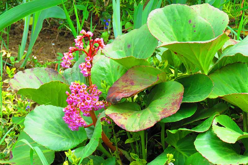 A close up horizontal image of the large leaves and pink flowers of Bergenia crassifolia growing in the garden.