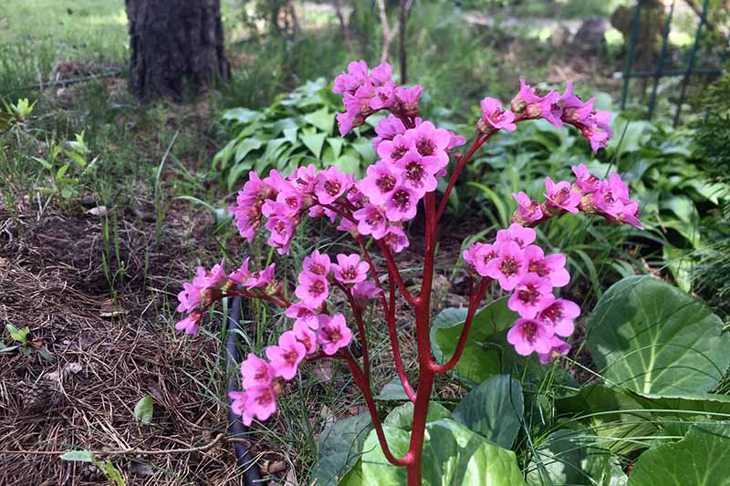 A close up horizontal image of a bergenia plant growing in a woodland location.