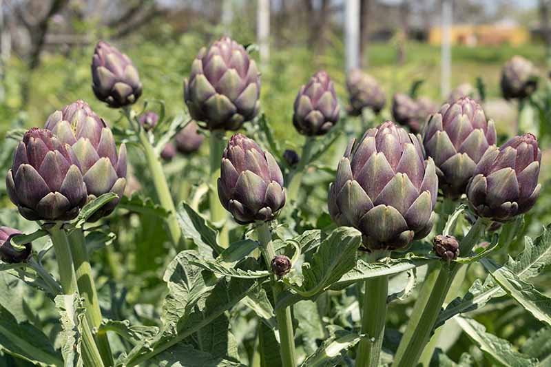 A close up horizontal image of artichokes growing in the garden pictured in light sunshine on a soft focus background.