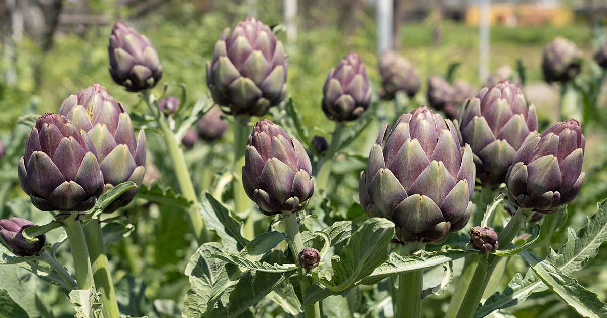 Artichoke ''Purple Of Romagna'' ~15 Top Quality Seeds Unique Rare Variety 