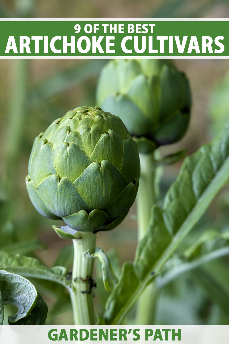 A close up vertical image of two artichokes growing in the summer garden pictured on a soft focus background. To the center and bottom of the frame is green and white printed text.