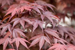 A close up horizontal image of the deep red autumn foliage of a Japanese maple tree growing in the garden.