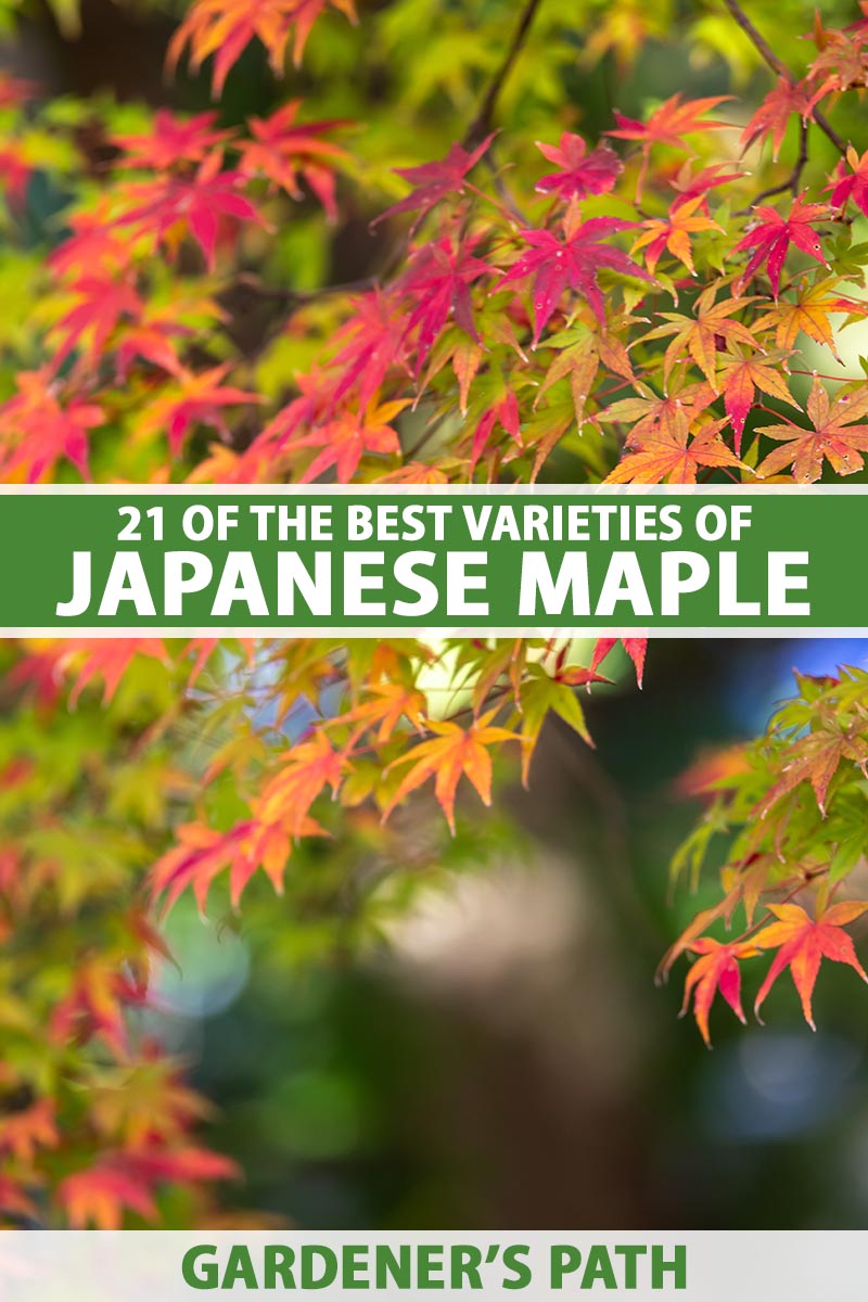 A close up vertical image of the foliage of a Japanese maple tree turning from green to red in the fall. To the center and bottom of the frame is green and white printed text.