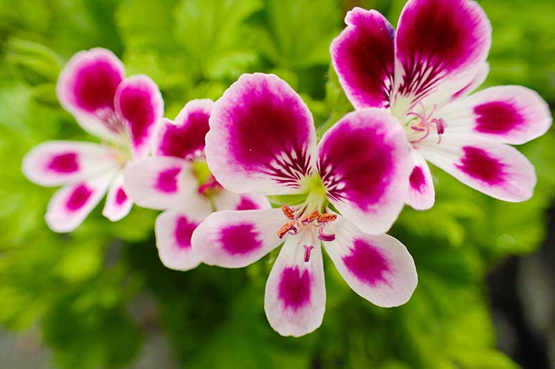 A close up horizontal image of pink and white scented geraniums (Pelargonium) growing in the garden pictured on a soft focus background.