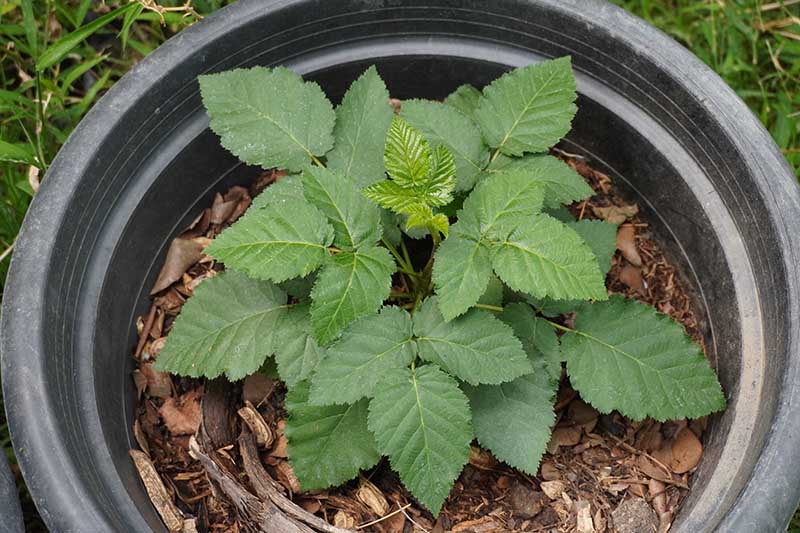 A close up horizontal image of a small berry seedling planted in a large black plastic pot set outdoors on the lawn.