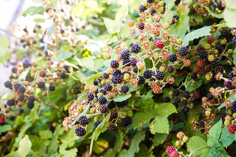 A horizontal image of large blackberry bushes with ripe and unripe fruit growing in the garden.