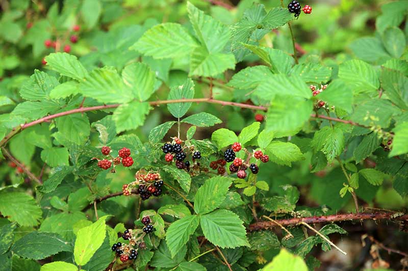 A close up horizontal image of a blackberry bush with tangled canes and bright green foliage growing in the garden.