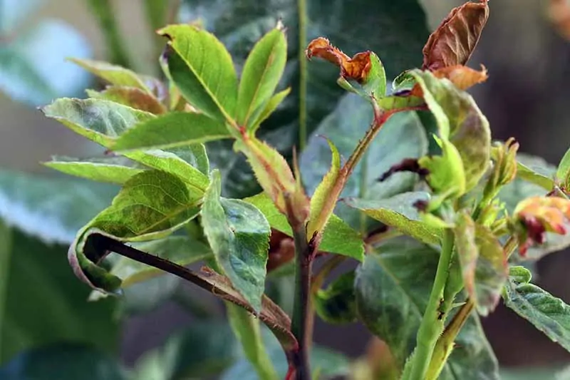 A close up horizontal image of blind shoots on a rose bush pictured on a soft focus background.