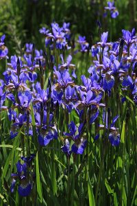 What Are the Different Types of Iris Flowers? | Gardener’s Path