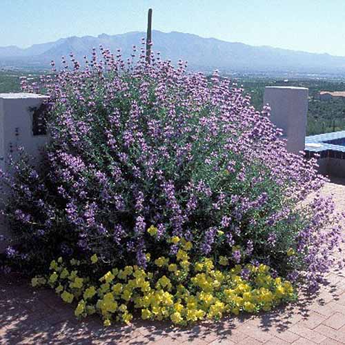 A close up square image of a large Salvia clevelandii shrub growing outside a residence in California.