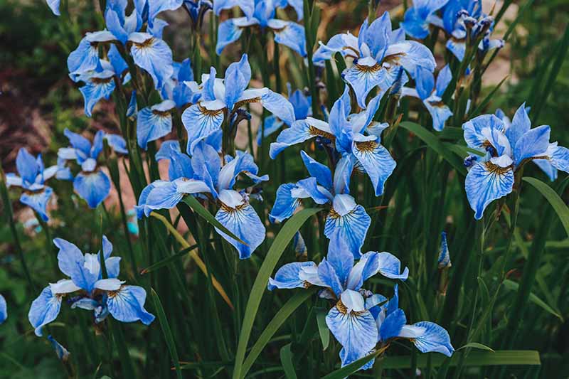 A close up horizontal image of bright blue Siberian iris flowers growing in the garden.