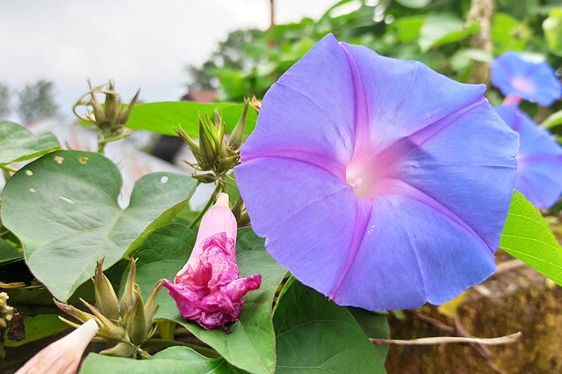 A close up horizontal image of blue Ipomoea purpurea flowers growing in the garden pictured on a soft focus background.