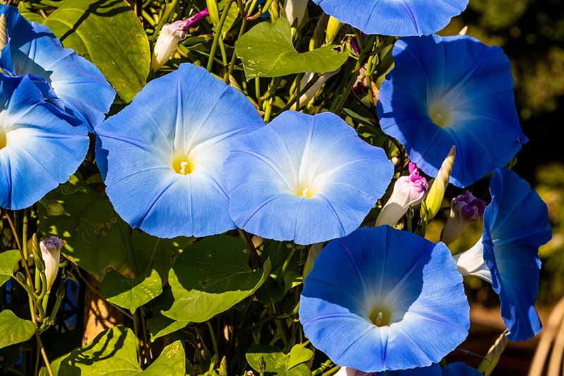 A close up horizontal image of blue morning glory flowers (Ipomoea purpurea) growing in a sunny garden.