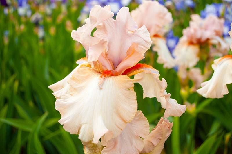 A close up horizontal image of a light peach-colored Border Bearded iris flower growing in the spring garden.