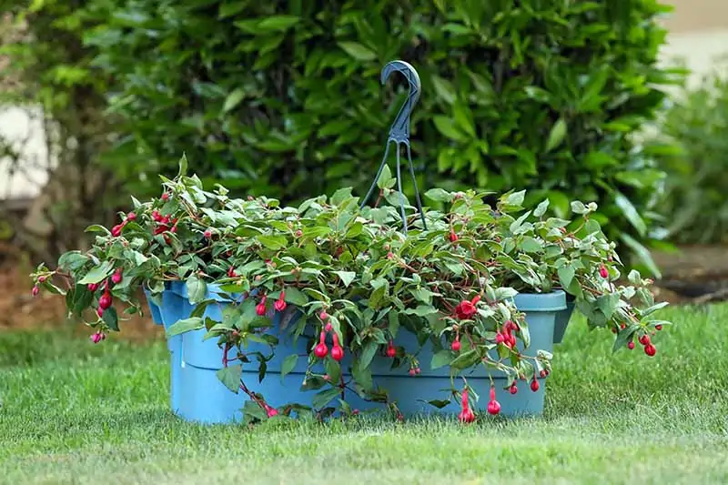 A close up horizontal image of a fuchsia plant in a self-watering container set on a lawn with a shrub in soft focus in the background.
