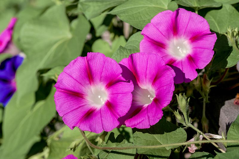 A close up horizontal image of bright pink Ipomoea purpurea flowers growing in a sunny garden.