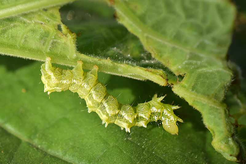 A close up horizontal image of a cabbage looper caterpillar laying waste to green leaves.