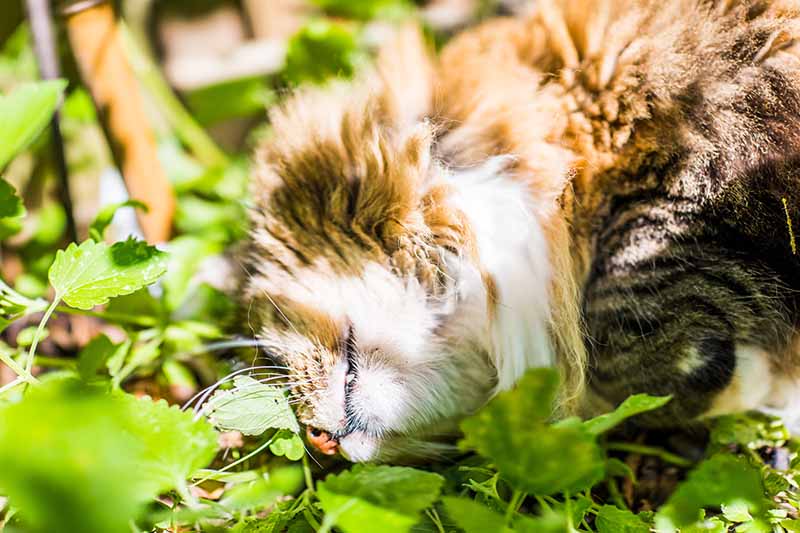 A close up horizontal image of a large cat that appears to be drunk, lying in a stand of catnip. I'd be suspicious that he's eaten plenty of it and now needs a rest in the sunshine.