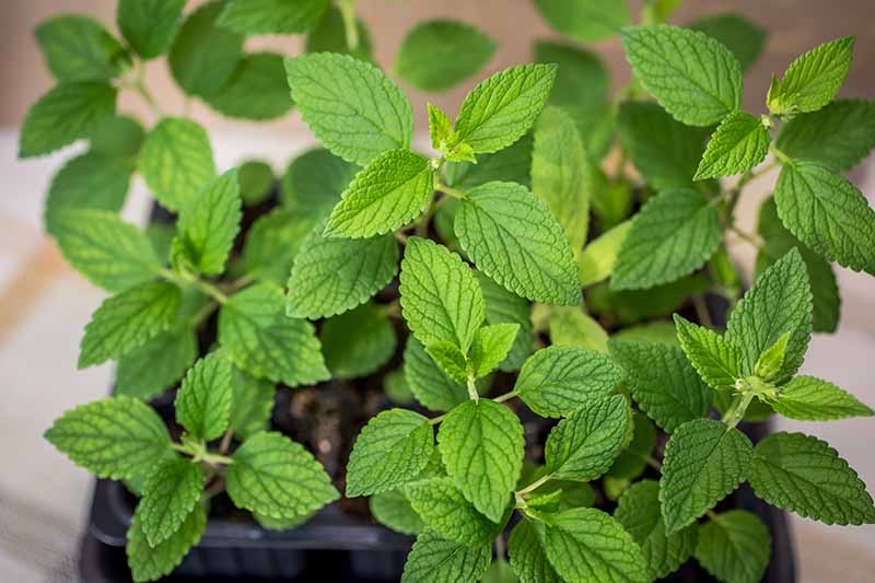 A close up horizontal image of catnip seedlings growing in small pots ready to transplant into the garden.