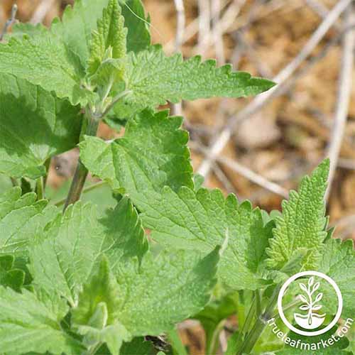 A close up square image of the foliage of catnip pictured on a soft focus background. To the bottom right of the frame is a white circular logo with text.