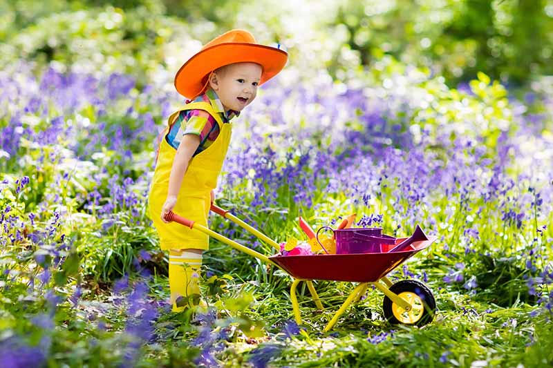 A close up horizontal image of a toddler pushing a wheelbarrow among bluebells pictured in bright sunshine.